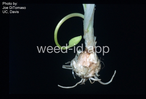 false-garlic